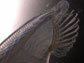 the head of the marine invertebrate amphioxus