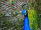 image of a peacock