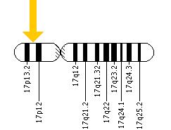 The TP53 gene is located on the short (p) arm of chromosome 17 at position 13.1.