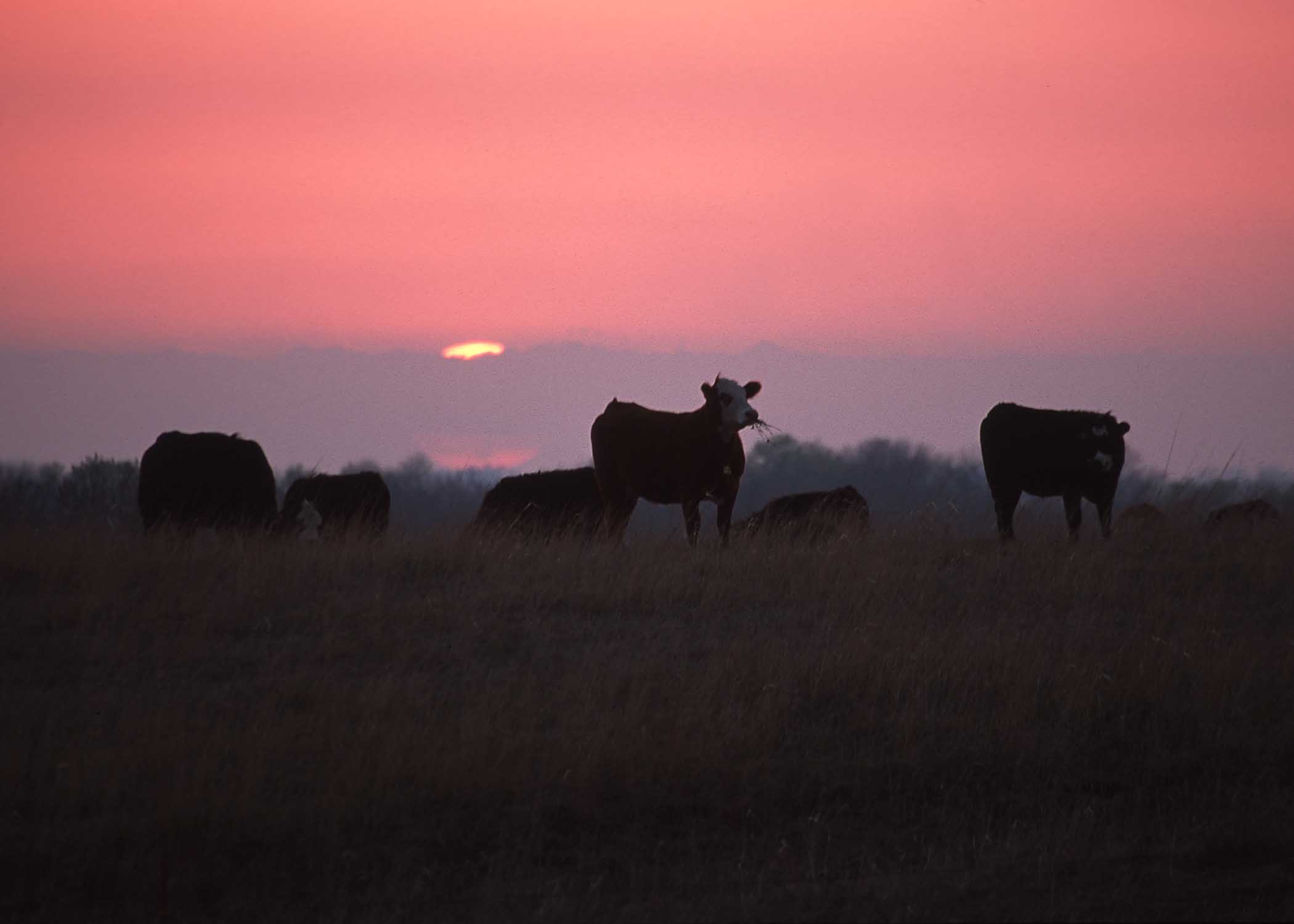 Cows at Sunset
