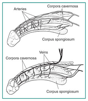 Two drawings of the penis. The top drawing shows the arteries of the penis and the bottom drawing shows the veins of the penis. A label in the top drawing points to the arteries branching throughout the penis. A label in the bottom drawing points to the veins. Both drawings contain labels pointing to the two corpora cavernosa running the length of the penis and the corpus spongiosum beneath the corpora cavernosa.