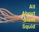 All About Giant Squid