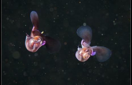 <p>This pair of sea butterflies (<em>Limacina helicina</em>) flutter not far from the ocean's surface in the Arctic.</p>