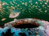 <p>Fish swim around the wreck of the <strong><em><a href="http://sanctuaries.noaa.gov/missions/battleoftheatlantic2/bedfordshire.html">HMT Bedfordshire</a></em></strong>, an Arctic fishing trawler that was converted into an anti-submarine warship during World War II, and sunk off the coast of North Carolina.</p>