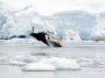 A humpback whale breaching in Antarctic waters. 