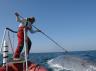 Ari Friedlaender, a research scientist at the Duke University Marine Lab, tags a blue whale. 