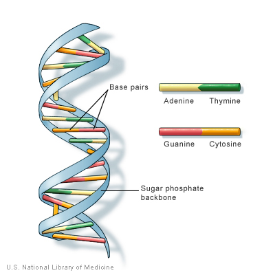 DNA is a double helix formed by base pairs attached to a sugar-phosphate backbone.