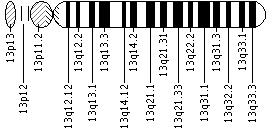 Ideogram of chromosome 13