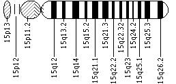Ideogram of chromosome 15