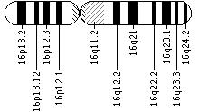 Ideogram of chromosome 16