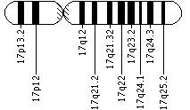 Ideogram of chromosome 17