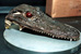 A fake alligator head is just one of the unusual items that CBP labs must check.