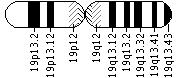 Ideogram of chromosome 19