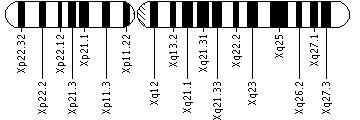 Ideogram of the X chromosome