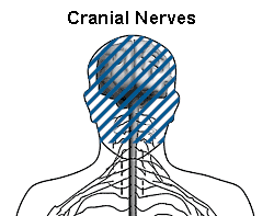 Drawing of a head and neck with a shaded area showing the location of the cranial nerves. The drawing is labeled “Cranial Nerves.”