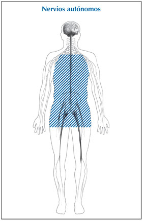 Ilustración de la silueta de un cuerpo con secciones sombreadas que muestra la ubicación de los nervios autónomos, que se titula: nervios autónomos