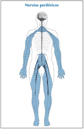 Ilustración de la silueta de un cuerpo con secciones sombreadas que muestran la ubicación de los nervios periféricos, que se titula: nervios periféricos