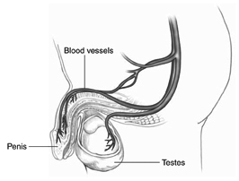 Diagram of blood vessels in the penis.  Labels point to the penis, blood vessels, and testes.
