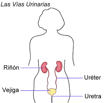 las vias urinarias - rinon - vejiga - ureter - uretra
