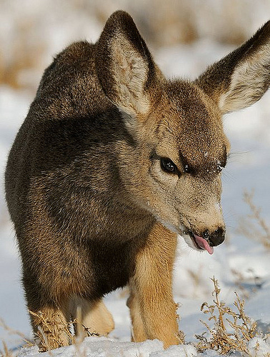Image description: A Mule Deer fawn catches a snowdrop at Colorado&#8217;s Rocky Mountain Arsenal National Wildlife Refuge near Denver.
Photo by the United States Fish and Wildlife Service.
