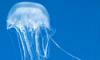 Do jellyfish have the deadliest venom in the world?