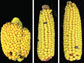 image of ears of corn