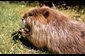 Close up image of a beaver.