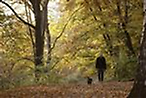 A woman and her dog walk along trees during a sunny autumn day in a park at Berlin's Wilmersdorf district November 7, 2011. REUTERS/Fabrizio Bensch