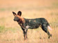 image of an African dog