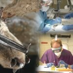 A montage of images relating to white-nose syndrome, including a bat with white-nose, and USGS researchers working in a lab