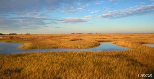 Salt Marshes May Slow Climate Warming . . . For A While