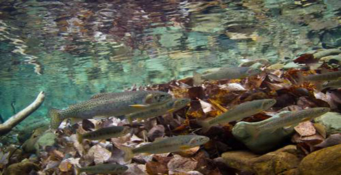 How Will Native Rocky Mountain Trout Fare with Climate Changes?