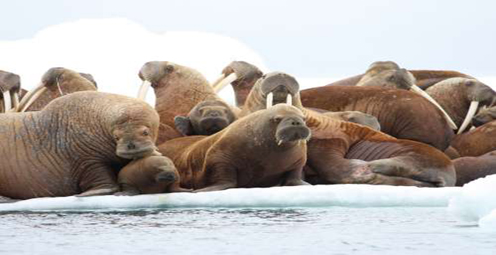 Tracking Pacific Walrus: Expedition to the Shrinking Chukchi Sea Ice