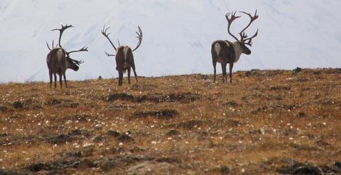 The Other 364 Days of the Year: The Real Lives of Wild Reindeer