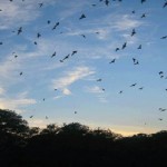 Eating Brazilian Free-Tailed Bats in a Texas Evening Sky