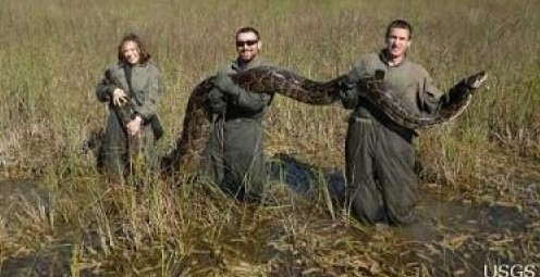 The Big Squeeze: Pythons and Mammals in Everglades National Park