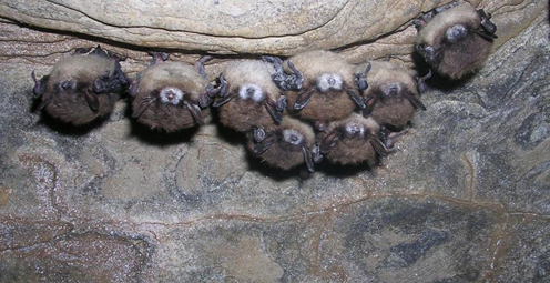 Deadly Bat Disease Caused by Fungus