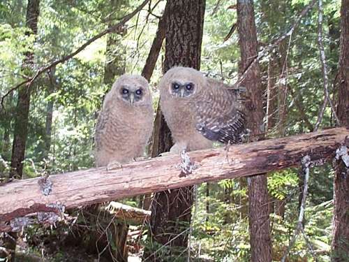 Barred owl crowds spotted owl’s Coast Range turf