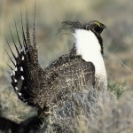 An image of the greater sage-grouse, which is emblematic of the sagebrush ecosystem of the Great Basin of the Western United States.