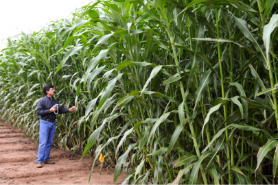 A Ceres researcher evaluates the performance of biofuel crops. | Photo courtesy of Ceres, Inc. 
