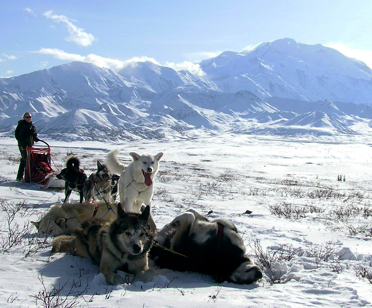 Image description: Sled dogs rest near Mount McKinley in Denali National Park and Preserve, Alaska.
Denali is the only national park in America with a working kennel. Sled dogs perform essential wintertime duties in a vast expanse of designated wilderness area. Learn more about the sled dogs. You can also watch the sled dog puppies webcam.
Photo from the National Park Service