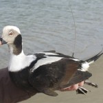 Long-Tail Duck with Antenna