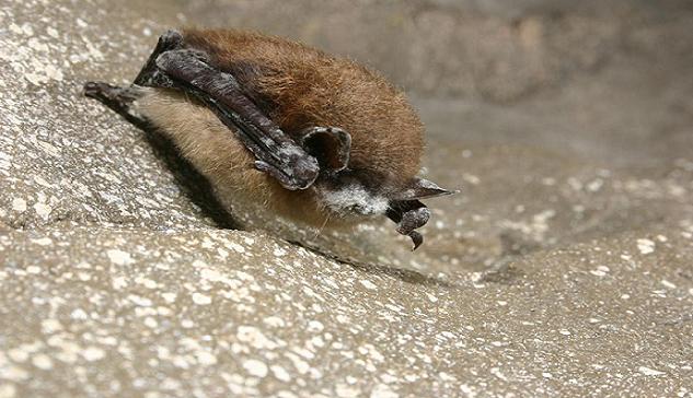 White-nose Syndrome Found West of Mississippi River