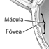 Small sample diagram of the eye (1).