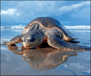 photo, sea turtle