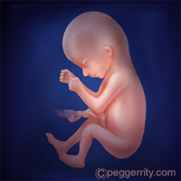 diagram of a fetus at 16 weeks