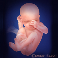diagram of a fetus at 32 weeks