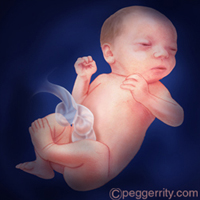diagram of a fetus at 36 weeks