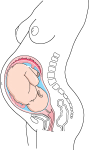 diagram of a fetus during the Third trimester (week 29-week 40)
