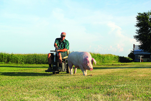 Mark Hosier monitors a sow on his 500-acre Indiana farm.  Hosier works with the NIFA-funded AgrAbility Program to overcome disabilities and continue working as an agricultural producer.  Photo courtesy of National Swine Registry/Seedstock EDGE.